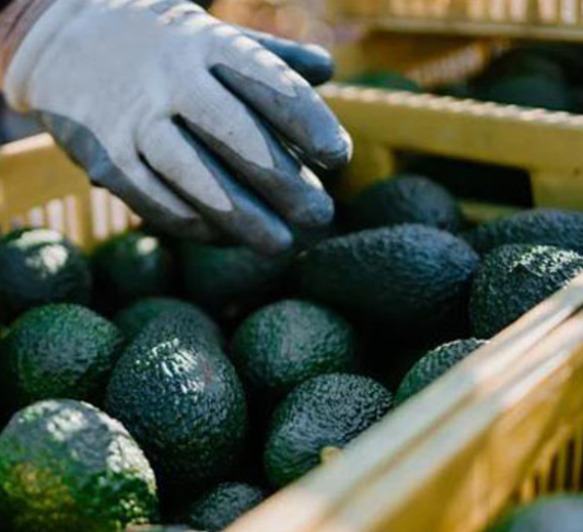 Protect-avocado-quality-in-cold-chain-transport-with-bluetooth-data-loggers